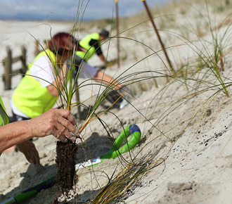 Action on Climate Change - Dune planting
